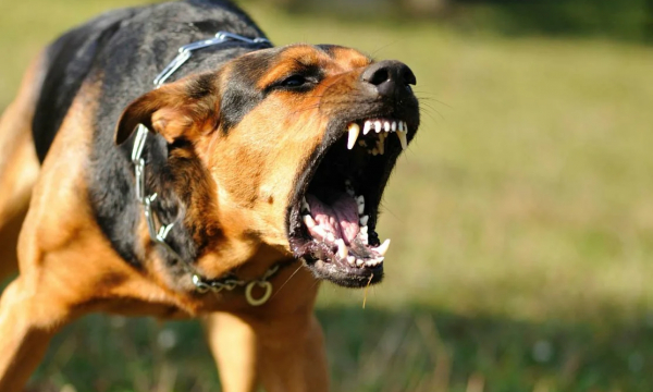 Злая собака сбежит, поджав хвост, если покажете этот жест