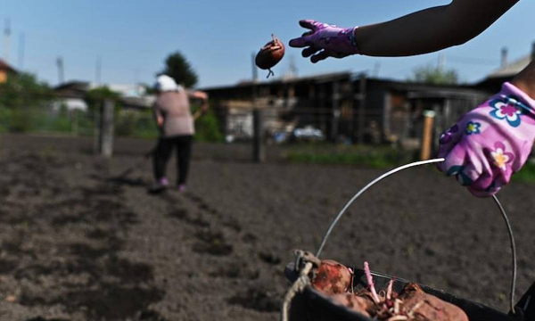 Агроном назвал правила полива картофеля