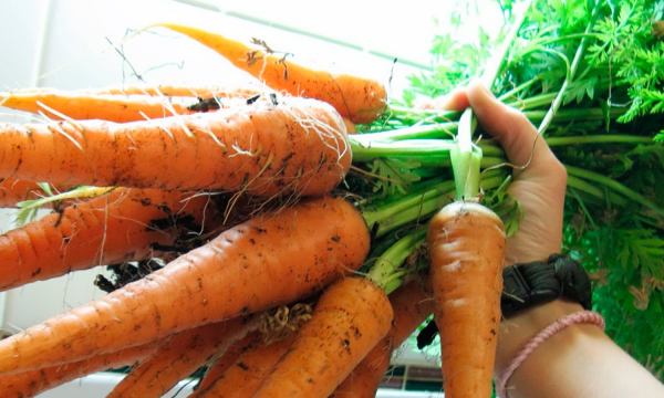 Как вырастить морковь в квартире: сложно, но возможно